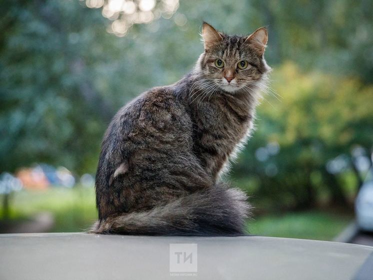 Более 50 бездомных кошек Казани нашли новых хозяев на благотворительной акции