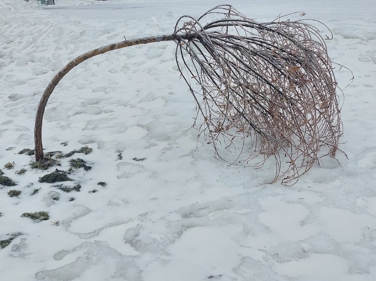 Деревья полегли после ледяного дождя в городе Карелии