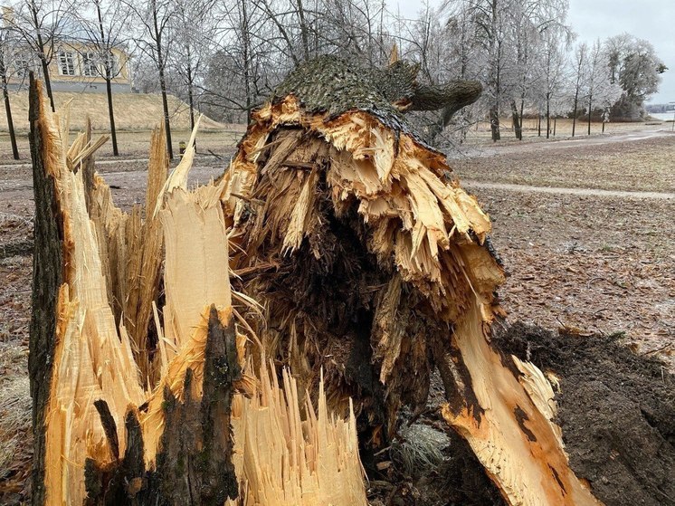 Разбушевавшийся ветер повалил несколько деревьев в парке Монрепо