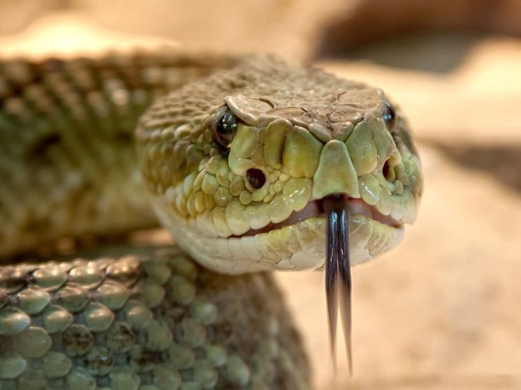 Забайкальцам дали советы, как спастись при укусе змеи
