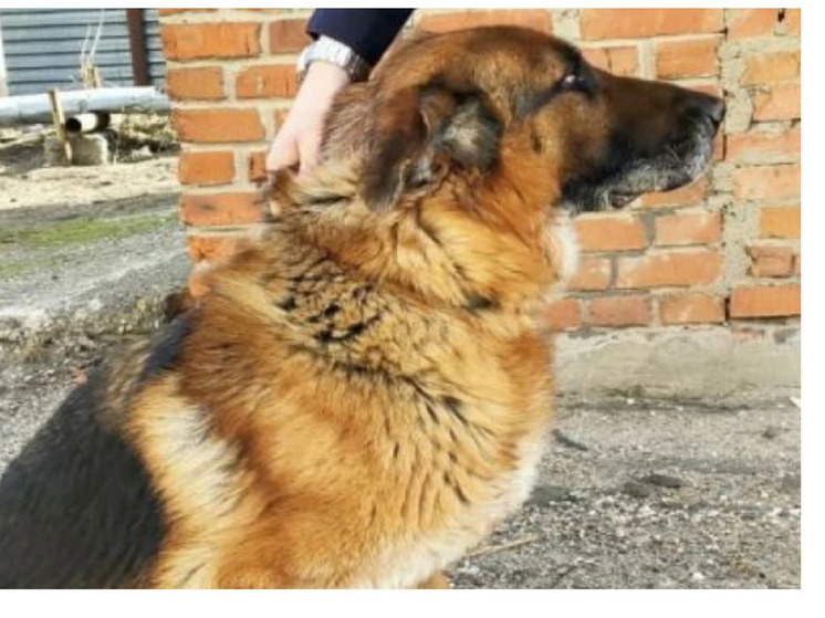 Во Владимире ищут хозяина для полицейской собаки на пенсии