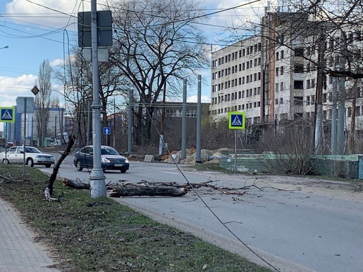 В Липецке на дорогу в микрорайоне Тракторный упало дерево