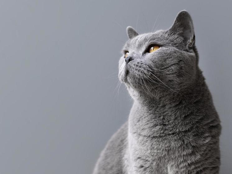 Ветеринар рассказал, как защитить кошек от клещей