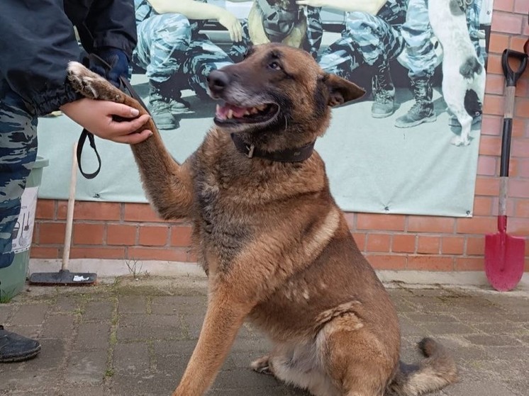 Полицейский пес Шмель из Калининграда выходит на пенсию