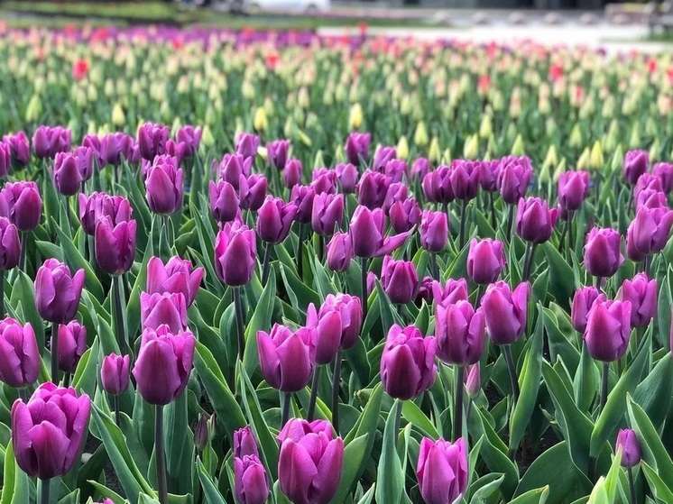 Город Грозный украсят в этом году 170 тысяч цветов