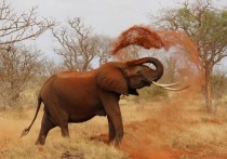 Как сообщает газета The Mirror, трагедия разыгралась во время сафари в национальном парке Кафуэ в Замбии, когда разъяренный слон напал на грузовик с туристами