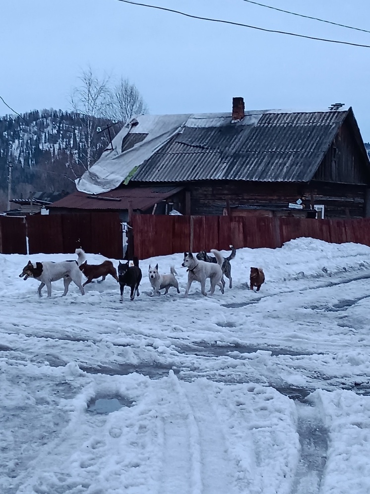 Междуреченка пожаловалась в соцсетях на стаю собак в поселке