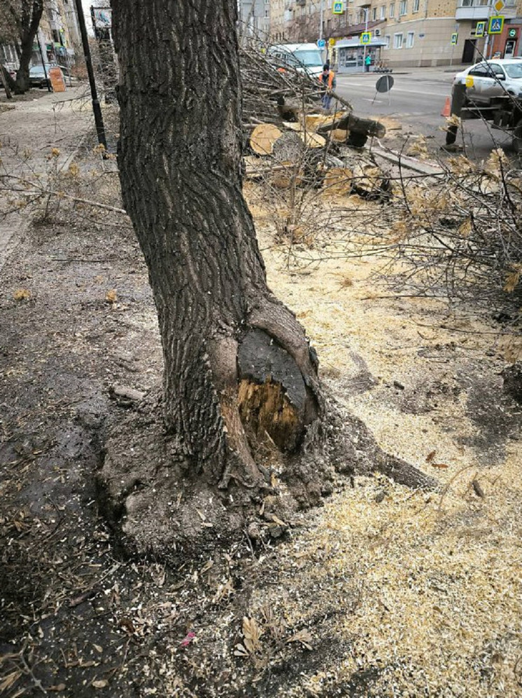 Красноярцы раскритиковали мэрию за вырубку деревьев в центре города