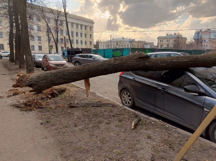 В Ярославле ветер устроил падение деревьев и остановок