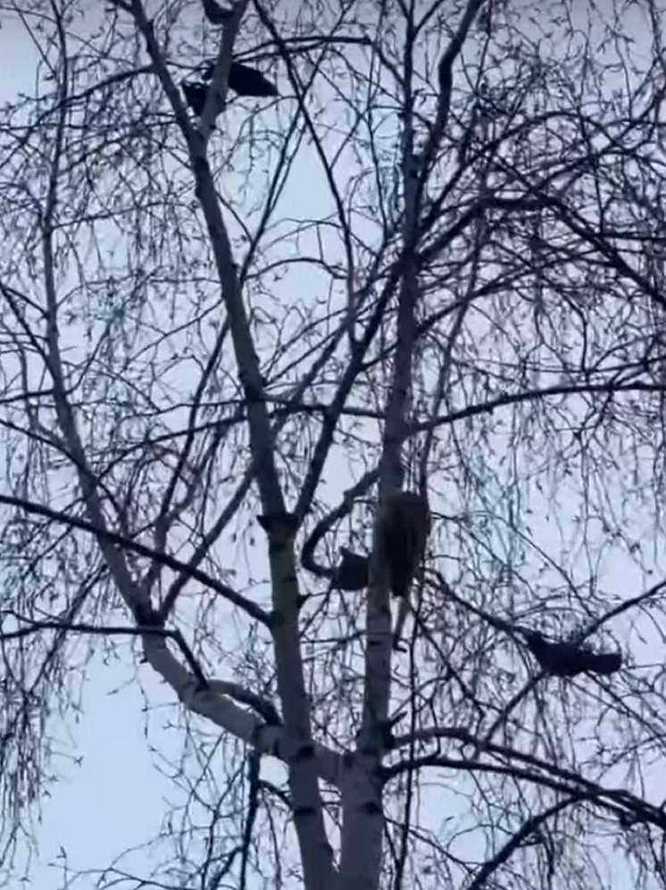 В Тверской области волонтеры спасли застрявшего на уровне пятого этажа кота