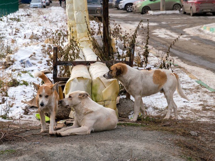 Челябинцы пожаловались Бастрыкину на нападение бездомных собак