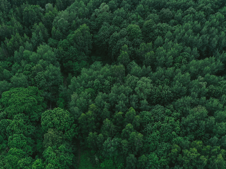 Марий Эл заняла первое место в ПФО по приросту «лесных доходов»