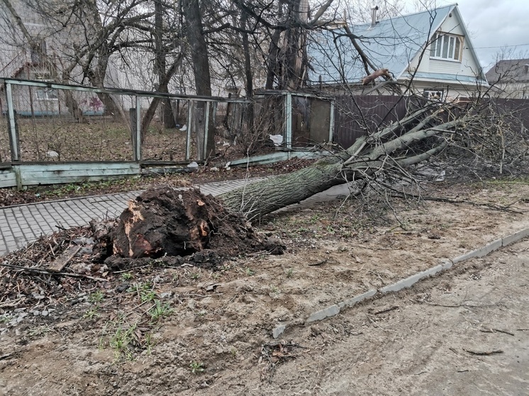 В Тверской области сильный ветер вырывал деревья с корнем