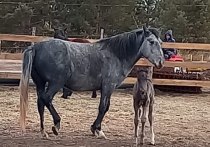 У пары лошадей Орлика и Грозы в зоопитомнике «Амодово» под Читой родился жеребенок, на кличку для которого объявили конкурс