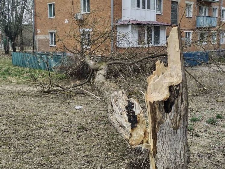 В Домодедово школьницу придавило деревом во время урагана