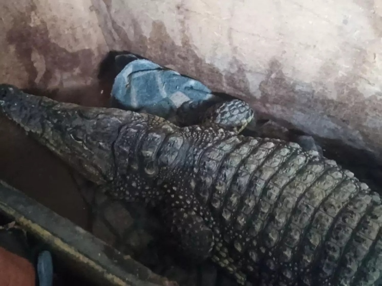 Жителю Ростовской области помешали вывезти крокодилов в Казахстан