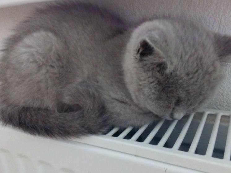 Калининградцы просят выключить отопление, несмотря на резкое похолодание