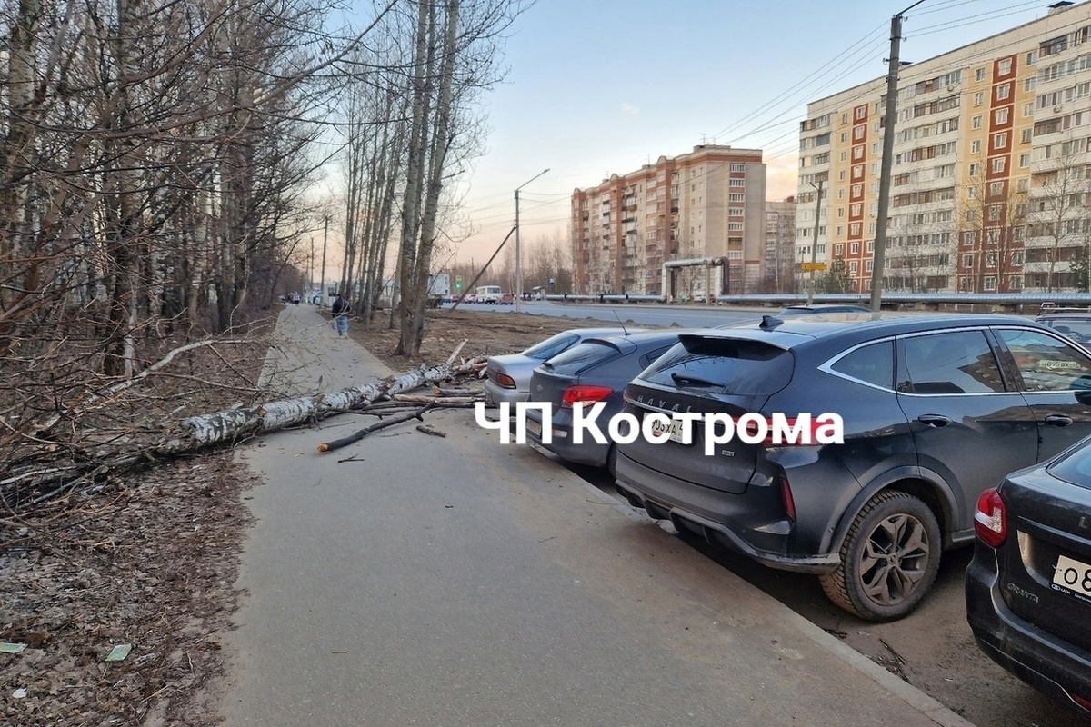 Сильный ветер в Костроме повалил дерево и сдул автобусную остановку