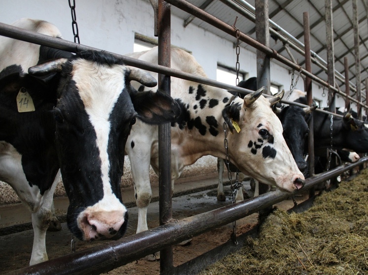 В Новгородской области обсудили развитие мясного и молочного скотоводства