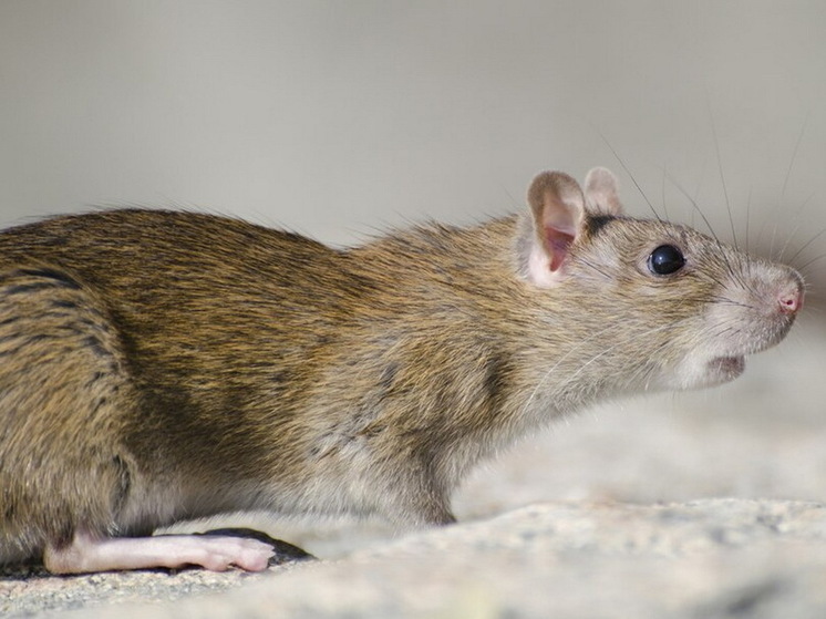 Daily Mirror: британский крысолов рассказал о крысе длиной с собаку