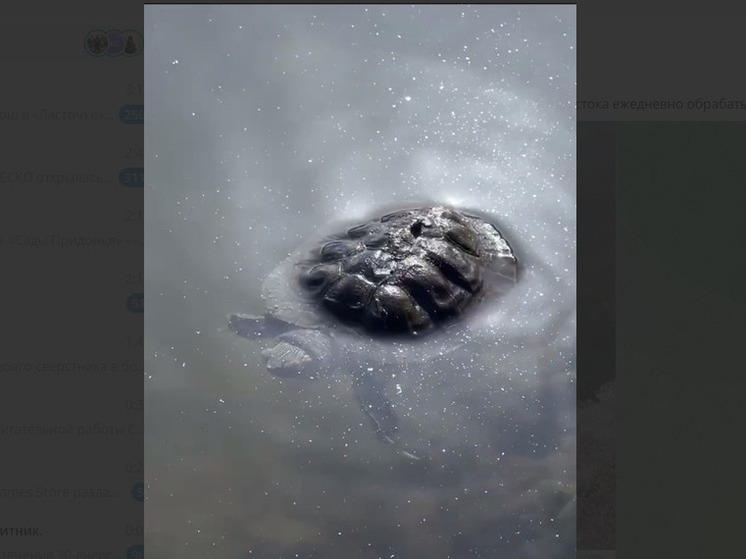 Черепаха с озера на Сафонова обратилась к жителям Владивостока