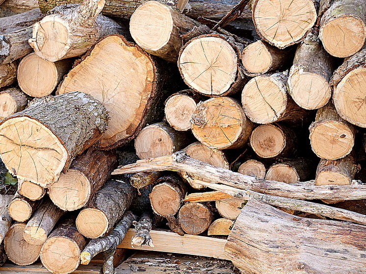 В Курске суд оштрафовал на 1,5 млн бывшего сотрудника РЖД за спил 374 деревьев