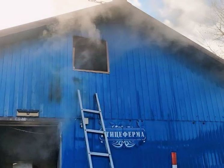При пожаре в курятнике в Тымовском погибли около 40 перепелок