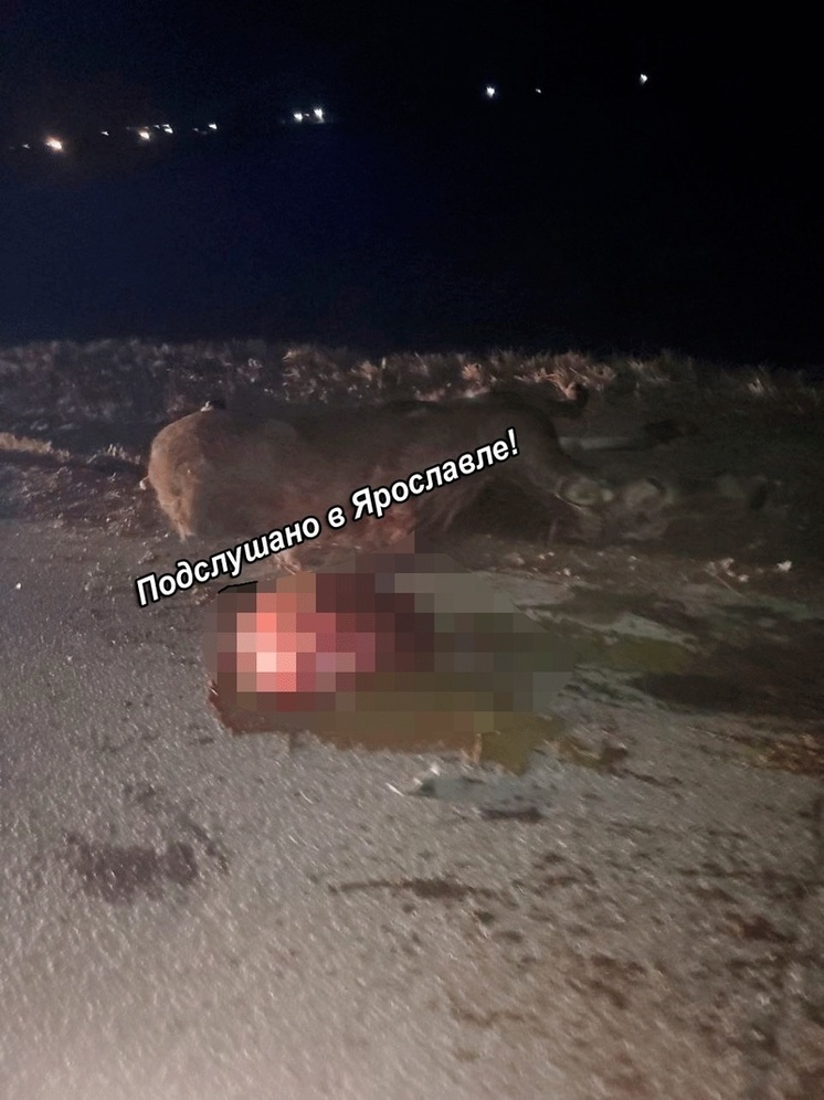 В Ярославской области «Лада» сбила беременную лосиху