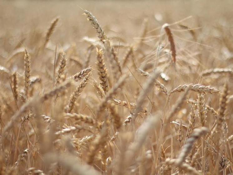 Бурятия увеличила экспорт зерновых более чем в пять раз