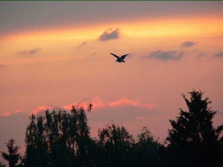 В Орловской области 10 дней продлится весенняя охота на диких птиц