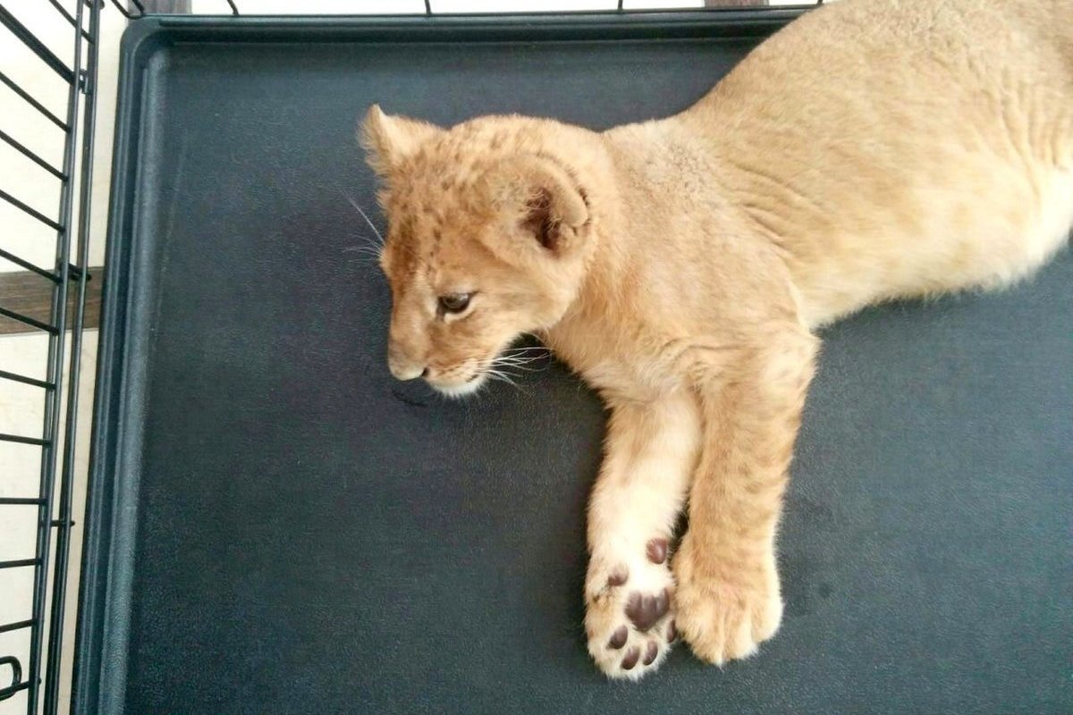 A Muscovite was fined for transporting a lion cub in a car sharing car.