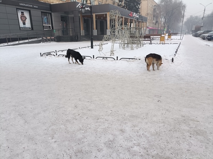 Депутаты соседнего с Хакасией региона ужесточат контроль за безнадзорными псами