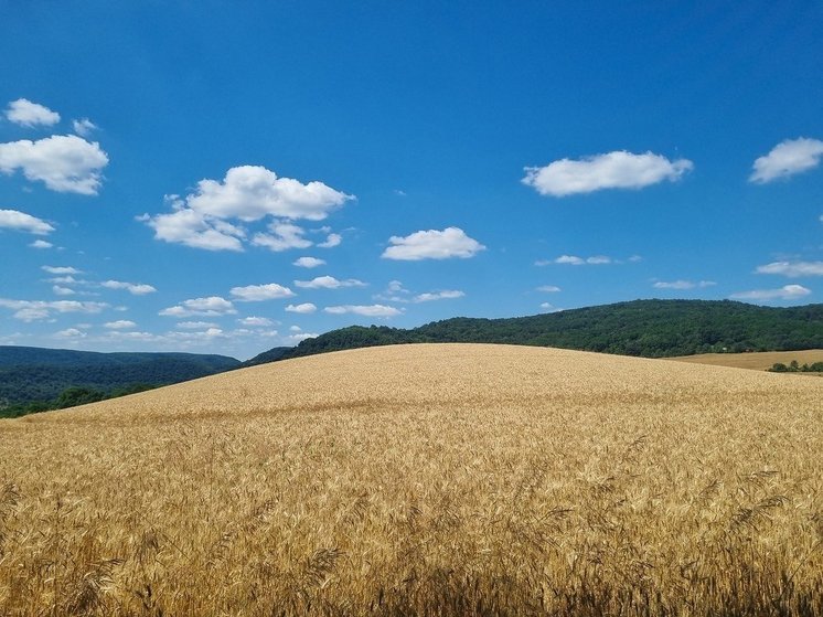 Инвестор получил в Башкирии землю без торгов для выращивания пшеницы