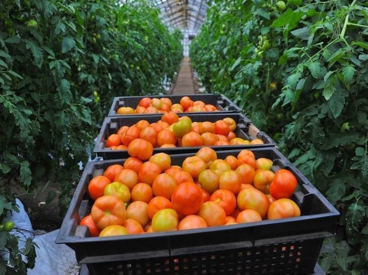 В Приангарье собран первый урожай овощей закрытого грунта