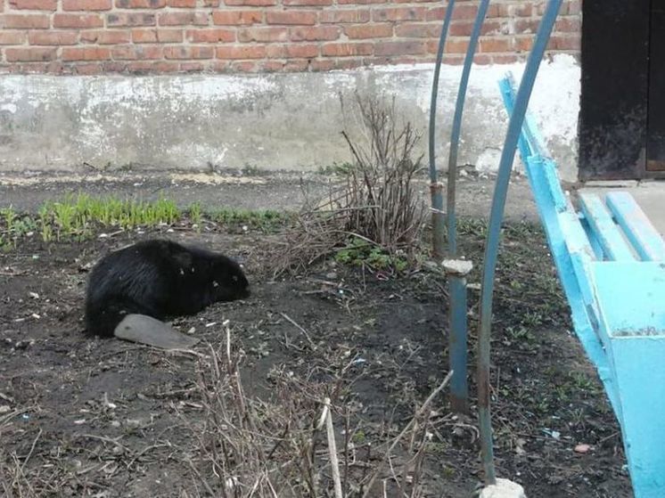Крупный бобер разгуливал по многоэтажке в Серебряных Прудах