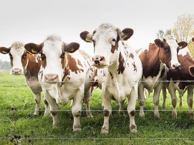 В ДНР увеличилось производство кормов для сельскохозяйственных животных