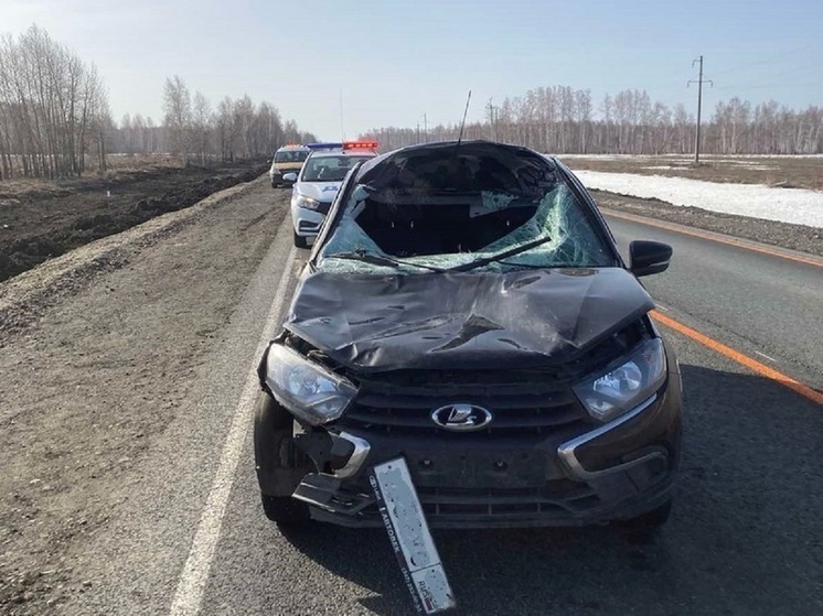 Водитель «Лада Гранта» пострадал в ДТП с лосем в Курганской области