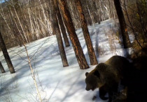 Проснувшийся после зимы медведь решил поближе рассмотреть фотоловушку в Сохондинском заповеднике Забайкальского края