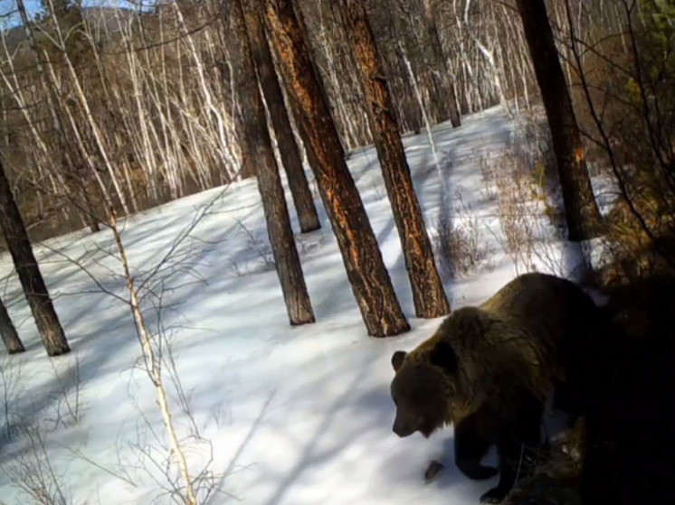 Медведь сделал селфи на фотоловушку в заповеднике Забайкалья