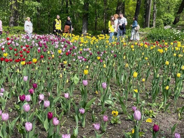 Праздник цветов и музыки: фестиваль тюльпанов на Елагином острове состоится 18 и 19 мая