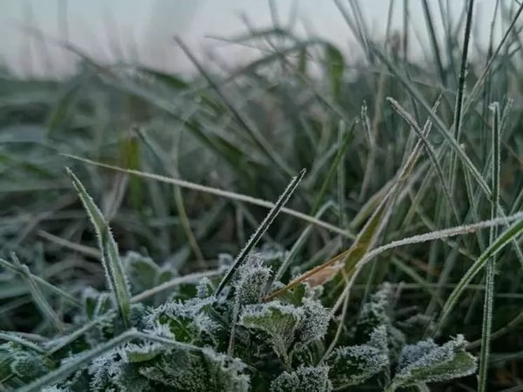 В Ростовской области на выходные прогнозируют заморозки до -3 градусов