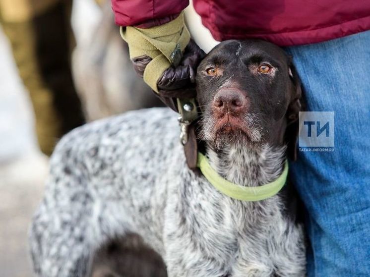 Казанцев бесплатно научат дрессировать собак в парках города