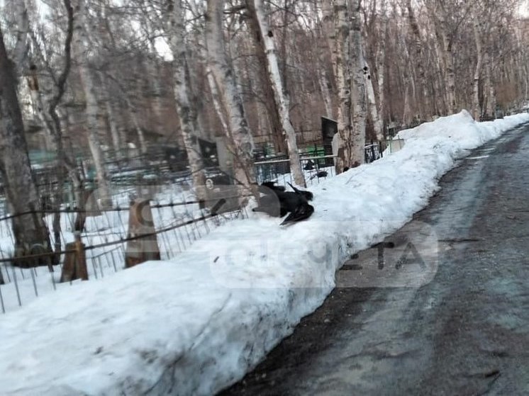 Сотни мертвых ворон обнаружили на сахалинском кладбище