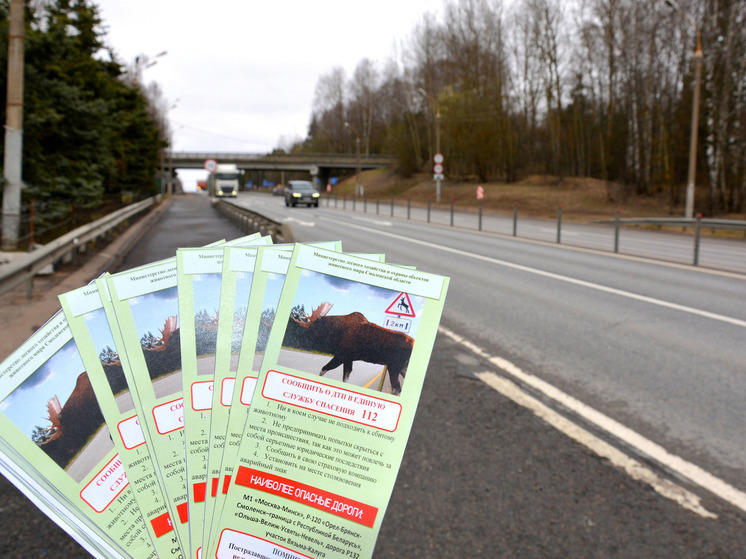На автодороге М 1 "Беларусь" автоинспекторы провели мероприятие «Осторожно, дикие животные!»