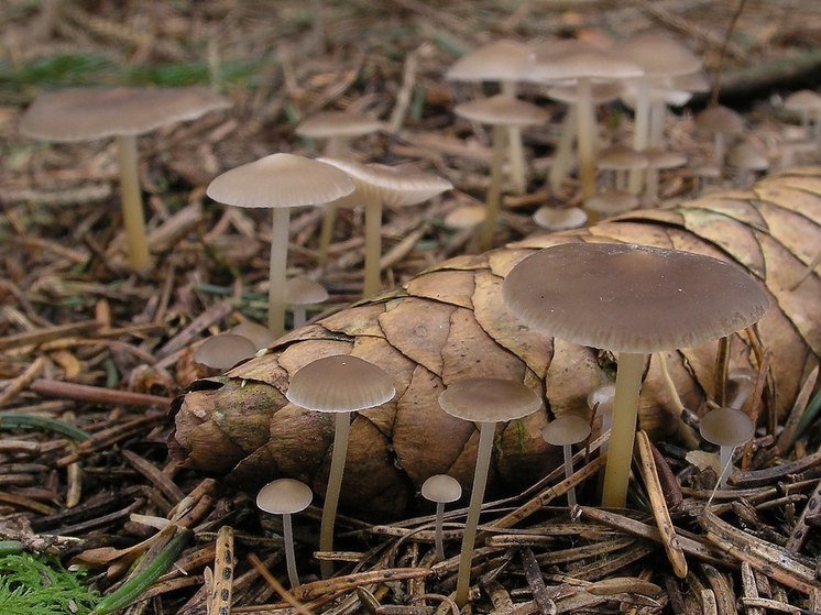 Первые съедобные грибы нашли под Новосибирском