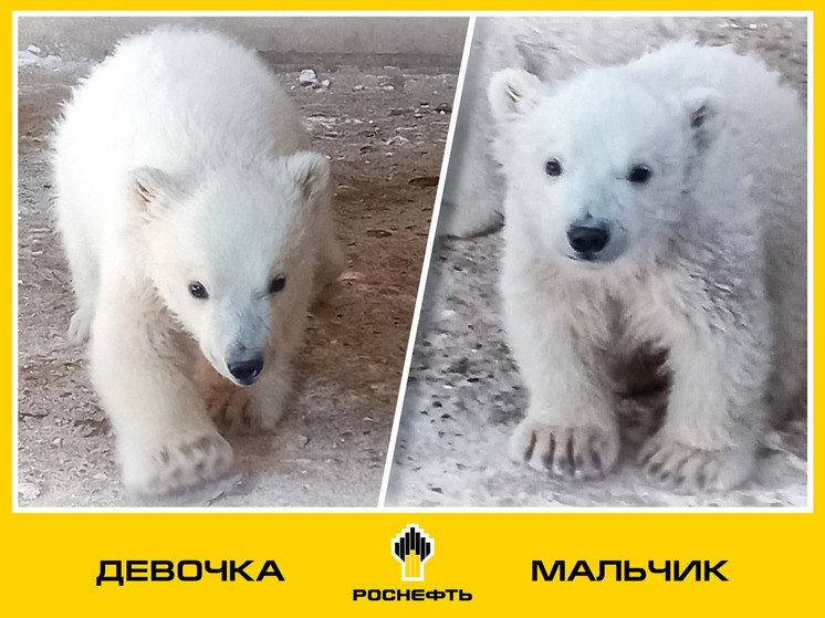 В Якутии стартовало всероссийское голосование для выбора имен медвежатам Колыманы