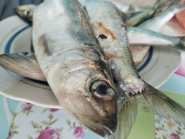 В Херсонской области затруднен промышленный вылов рыбы