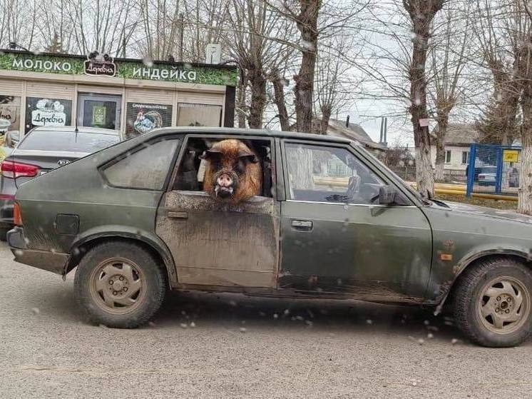 В Михайлове под Рязанью вновь заметили свинью в салоне автомобиля