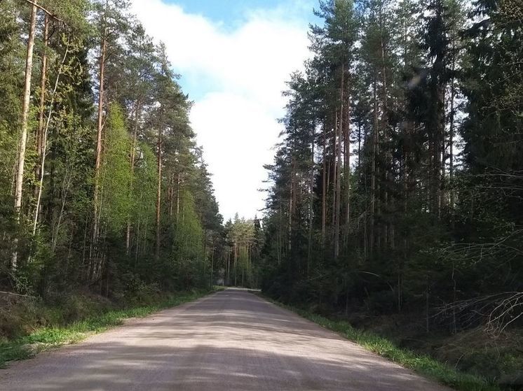 Незаконная вырубка 64 деревьев обошлась сольчанину в полмиллиона рублей