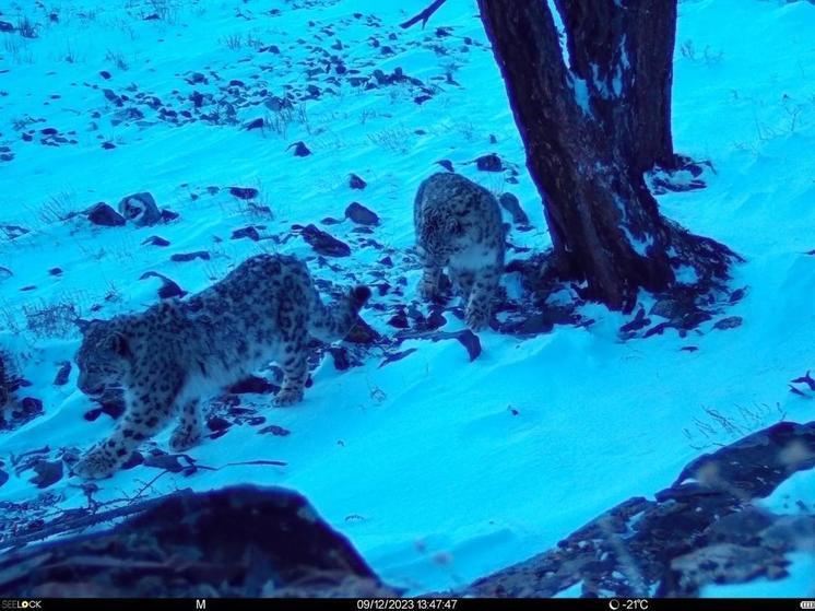Ученые ожидают рождение котят снежного барса в Горном Алтае